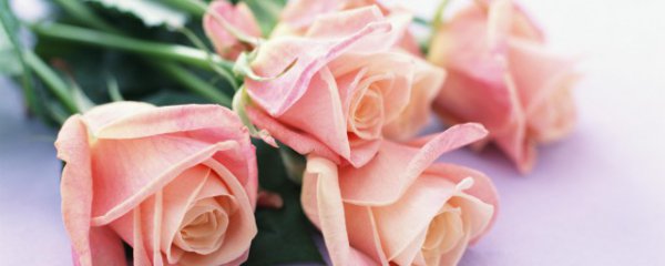 盆栽欧月养殖注意