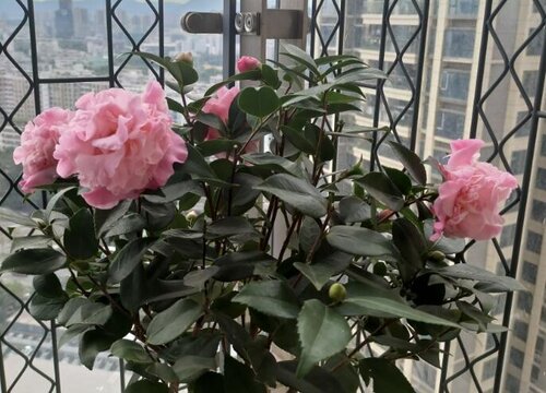 如何养殖茶花开花一次比一次好