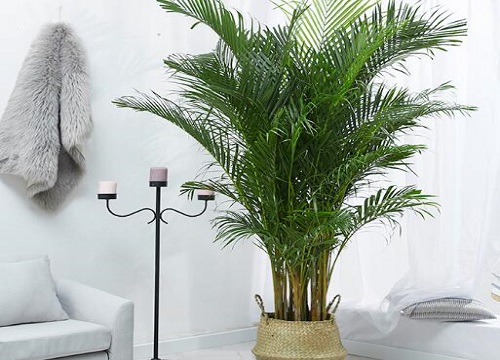 凤尾竹怎么分盆容易成活