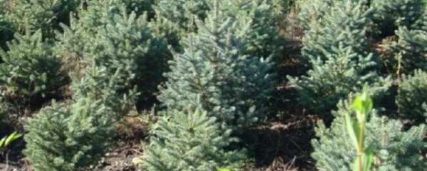 云杉适合什么季节播种