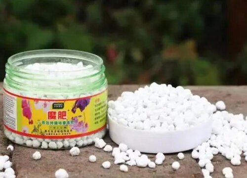 魔肥怎么养蝴蝶兰能长花箭