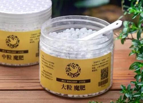 魔肥怎么养蝴蝶兰能长花箭