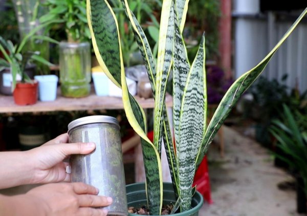 虎皮兰用什么肥料长得快