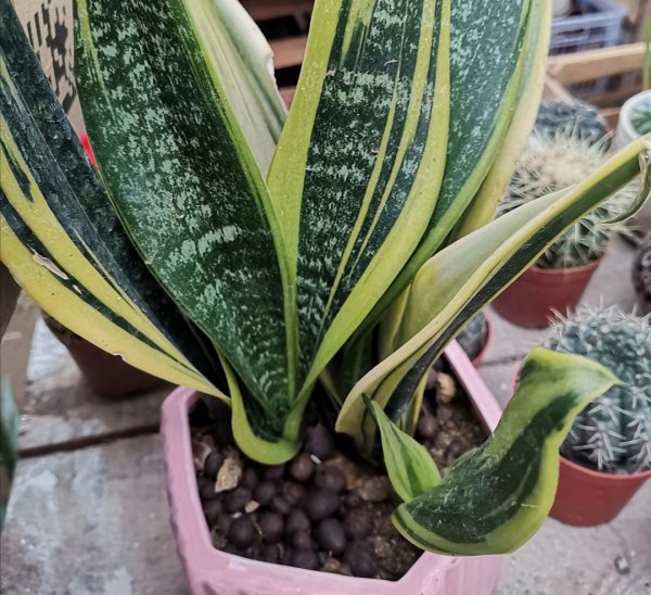 虎皮兰用什么肥料长得快