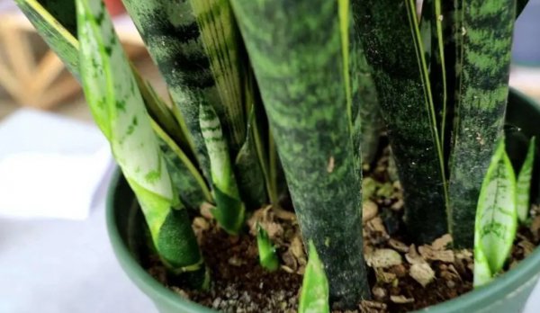 虎皮兰用什么肥料长得快