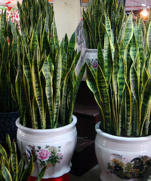 虎皮兰用什么肥料长得快