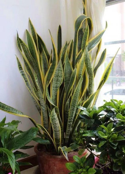 虎皮兰用什么肥料长得快