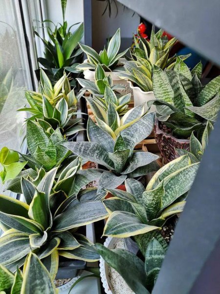 虎皮兰用什么肥料长得快