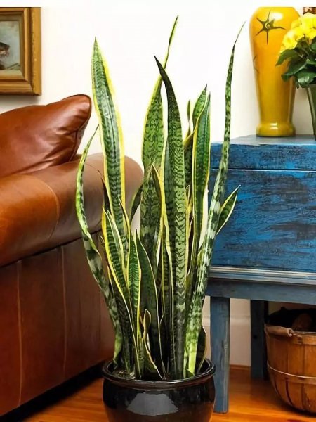 虎皮兰用什么肥料长得快