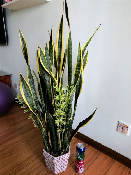 虎皮兰用什么肥料长得快