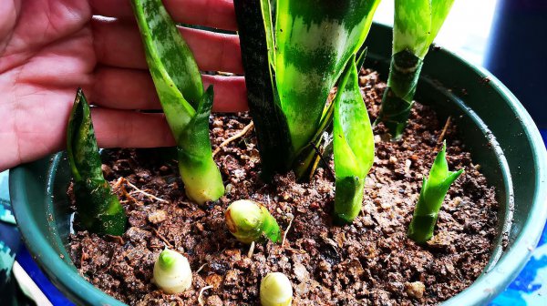 虎皮兰用什么肥料长得快