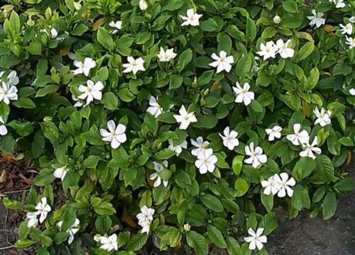 小叶栀子花好养吗