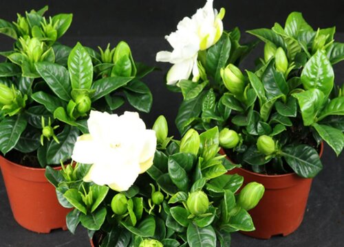 小叶栀子花好养吗