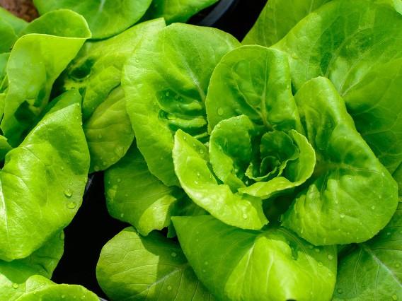 没太阳的墙根下种些什么植物