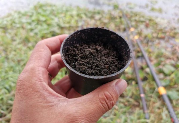 蚯蚓垂钓鲫鱼技巧和方法