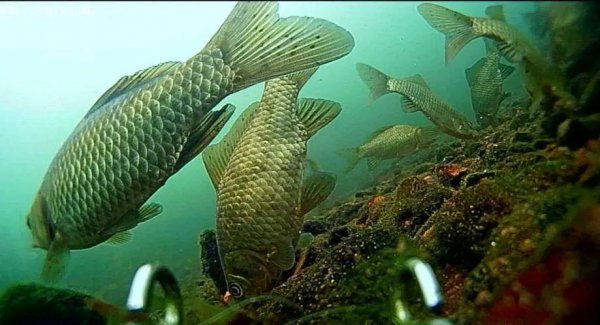 蚯蚓垂钓鲫鱼技巧和方法