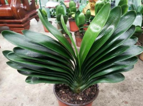 君子兰哪个品种最贵