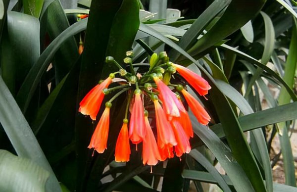 君子兰哪个品种最贵