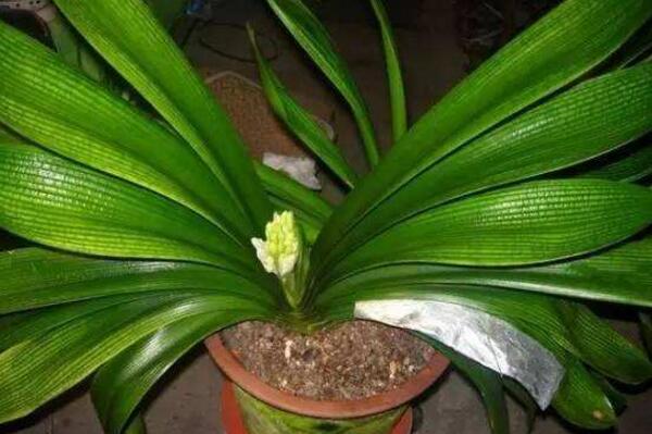 君子兰哪个品种最贵