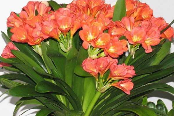 君子兰哪个品种最贵