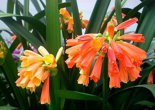 君子兰哪个品种最贵