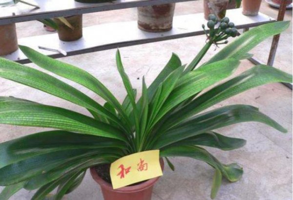 君子兰哪个品种最贵