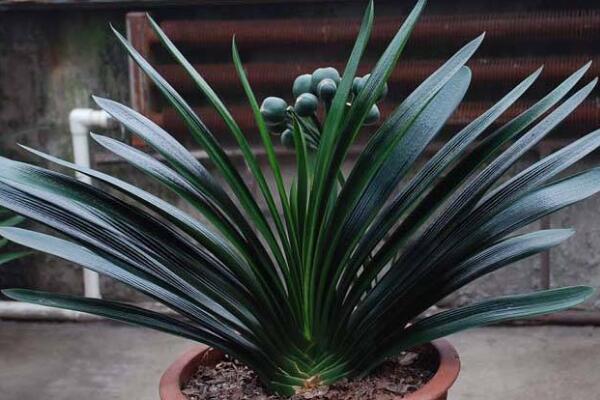 君子兰哪个品种最贵