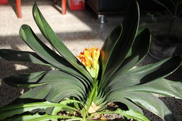 君子兰哪个品种最贵