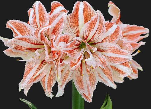 朱顶红要怎么养护再次开花