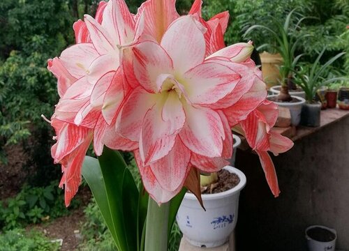 朱顶红要怎么养护再次开花