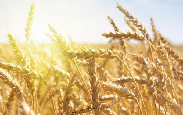 粮食亩产量一般多少斤