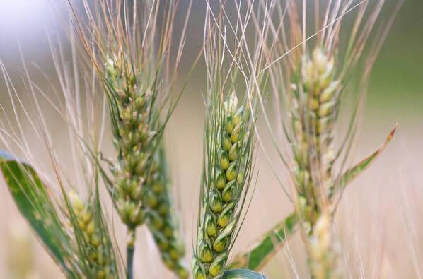 粮食亩产量一般多少斤