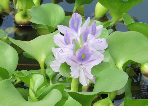 水葫芦是什么类植物门