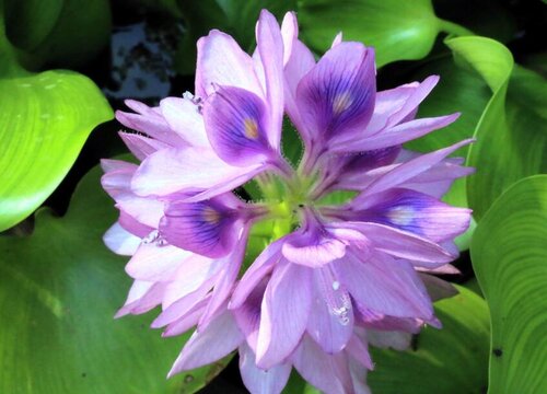 水葫芦是什么类植物门