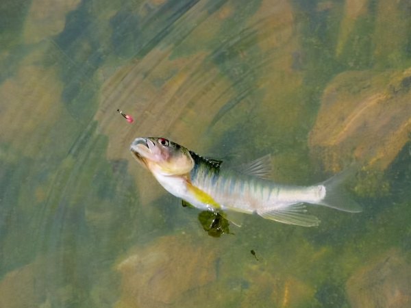 钓马口的技巧和方法