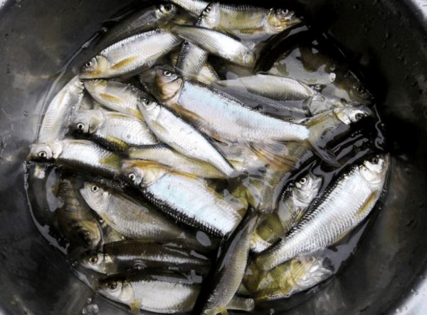 钓马口的技巧和方法