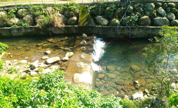 钓马口的技巧和方法