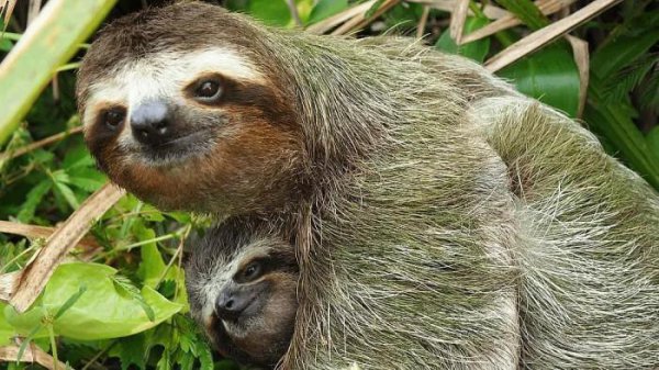 世界上最爱睡觉的动物排名