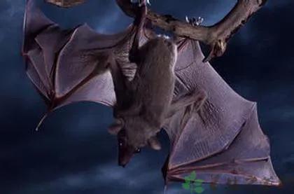 世界上最爱睡觉的动物排名