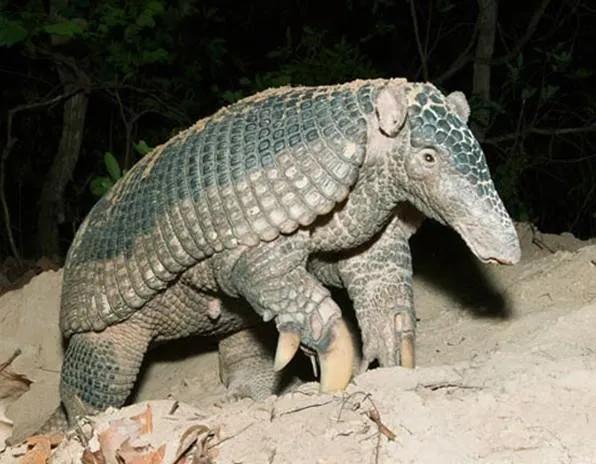 世界上最爱睡觉的动物排名