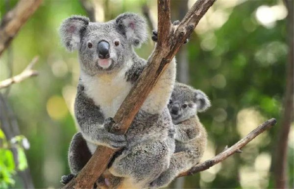 世界上最爱睡觉的动物排名