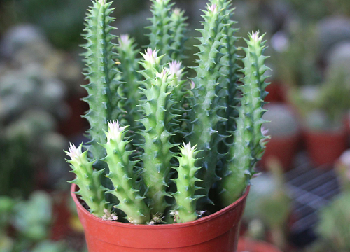 仙人掌的寓意风水