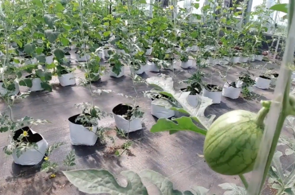 西瓜授粉怎么操作结果多