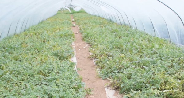 西瓜授粉怎么操作结果多