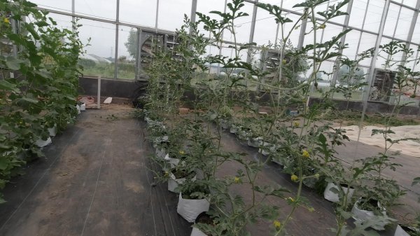 西瓜授粉怎么操作结果多