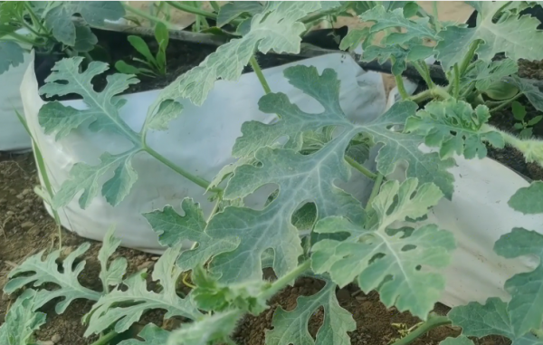 西瓜授粉怎么操作结果多