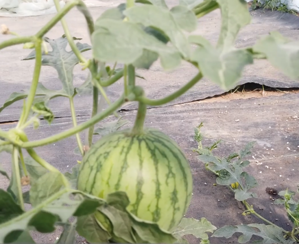 西瓜授粉怎么操作结果多