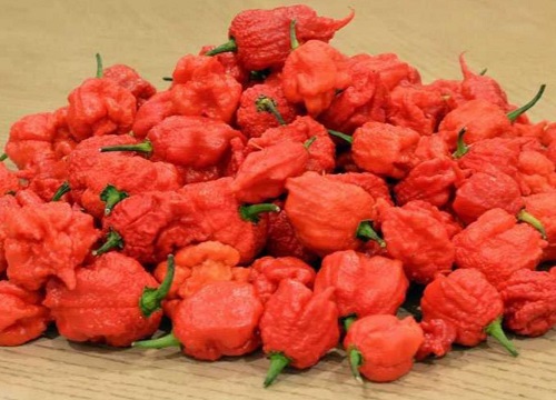 魔鬼辣椒有多辣