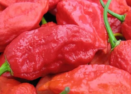 魔鬼辣椒有多辣