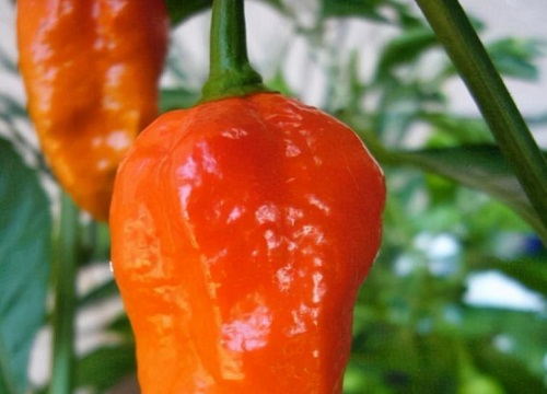 魔鬼辣椒有多辣